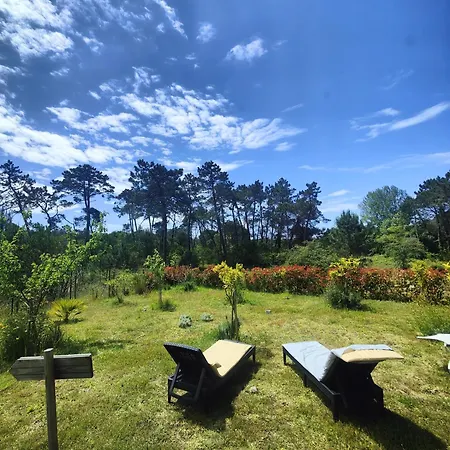 O Gato Do Mar * Viana do Castelo